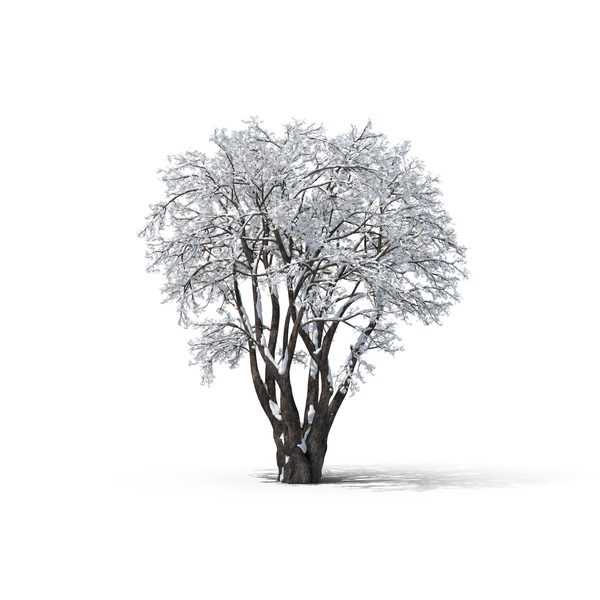 Bare Tree PNG Images & PSDs for Download | PixelSquid - S10571575D