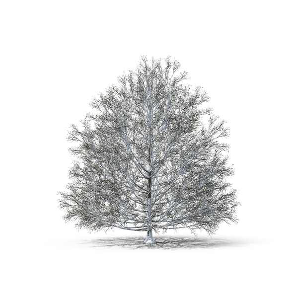 Deciduous: Bare Tree PNG & PSD Images Deciduous: Bare Tree PNG & PSD Images