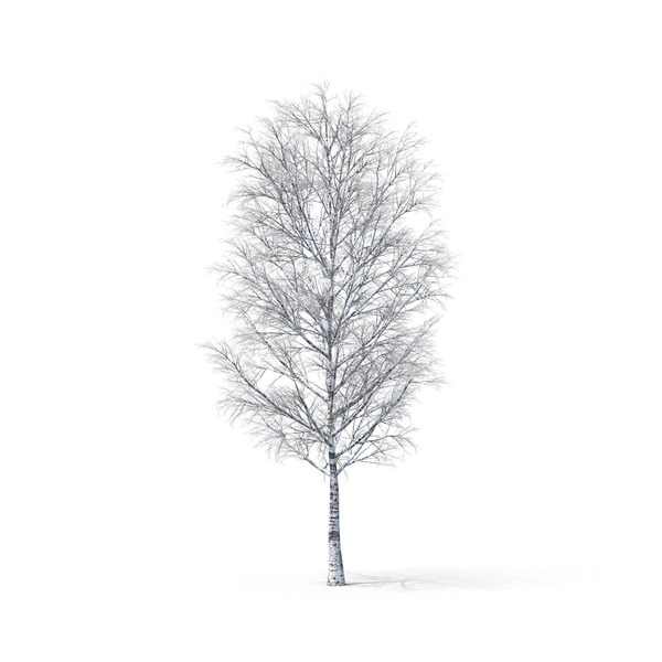 Bare Tree PNG & PSD Images Bare Tree PNG & PSD Images