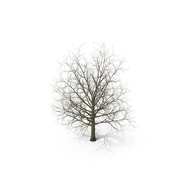 Bare Winter Maple Tree PNG & PSD Images