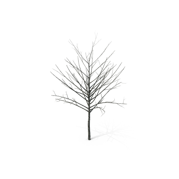 Maple: Bare Winter Tree PNG & PSD Images Maple: Bare Winter Tree PNG & PSD Images