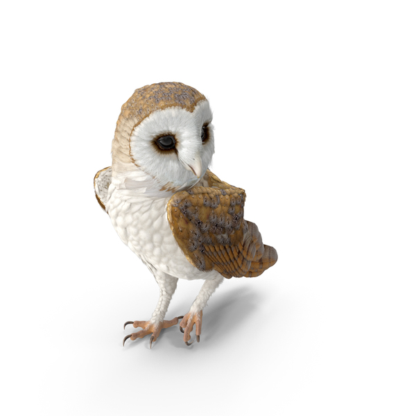 Barn Owl Standing PNG & PSD Images