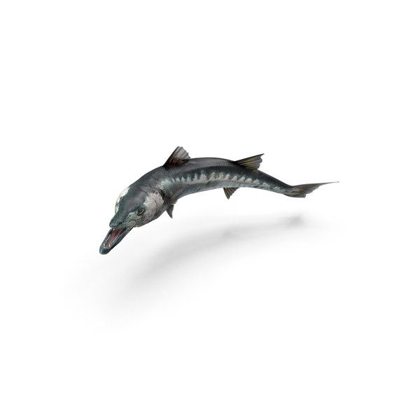 Barracuda Fish PNG & PSD Images Barracuda Fish PNG & PSD Images