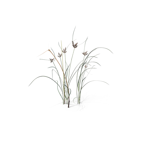 Flowering Plants: Bayonet Grass PNG & PSD Images Flowering Plants: Bayonet Grass PNG & PSD Images
