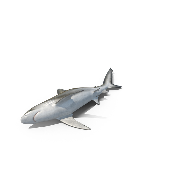 Beached Bignose Shark PNG Images & PSDs for Download | PixelSquid ...