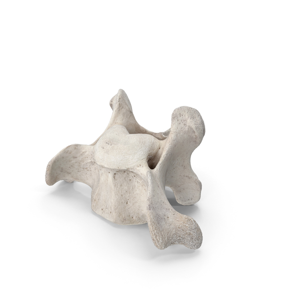 Animal Skeleton: Bear Ursus Cervical Vertebrae C4 PNG & PSD Images Animal Skeleton: Bear Ursus Cervical Vertebrae C4 PNG & PSD Images