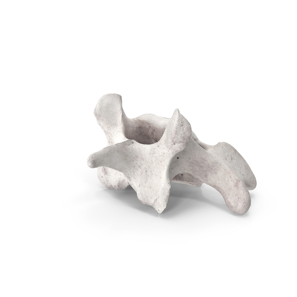Animal Skeleton: Bear Ursus Cervical Vertebrae C5 PNG & PSD Images Animal Skeleton: Bear Ursus Cervical Vertebrae C5 PNG & PSD Images