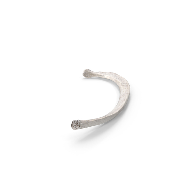Spine: Bear Ursus Rib T3 PNG & PSD Images Spine: Bear Ursus Rib T3 PNG & PSD Images