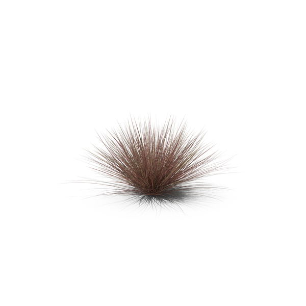 Grasses: Beard Grass PNG & PSD Images Grasses: Beard Grass PNG & PSD Images
