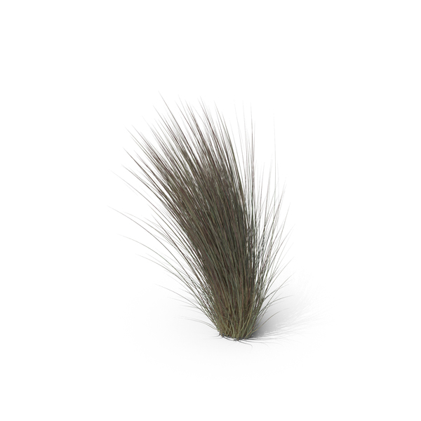 Beard Grass PNG Images & PSDs for Download | PixelSquid - S105965003