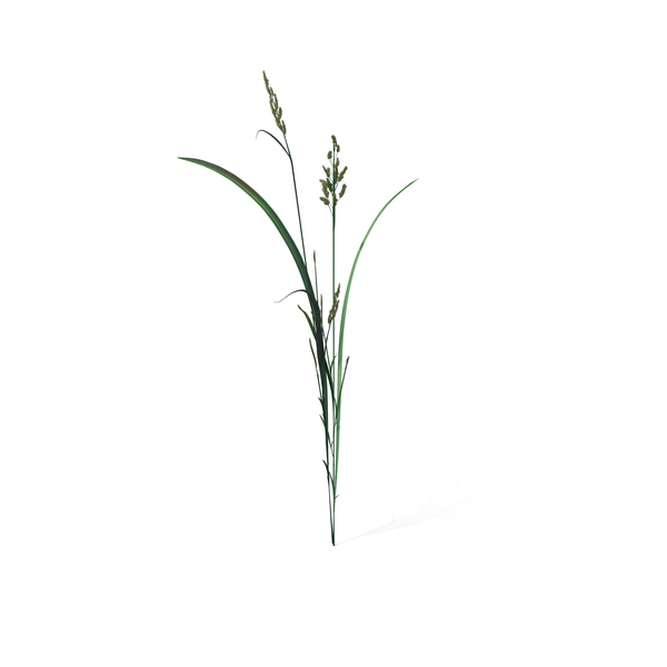Grasses: Beckmannia Hirsutiflora PNG & PSD Images Grasses: Beckmannia Hirsutiflora PNG & PSD Images