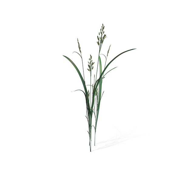 Grasses: Beckmannia Hirsutiflora PNG & PSD Images Grasses: Beckmannia Hirsutiflora PNG & PSD Images
