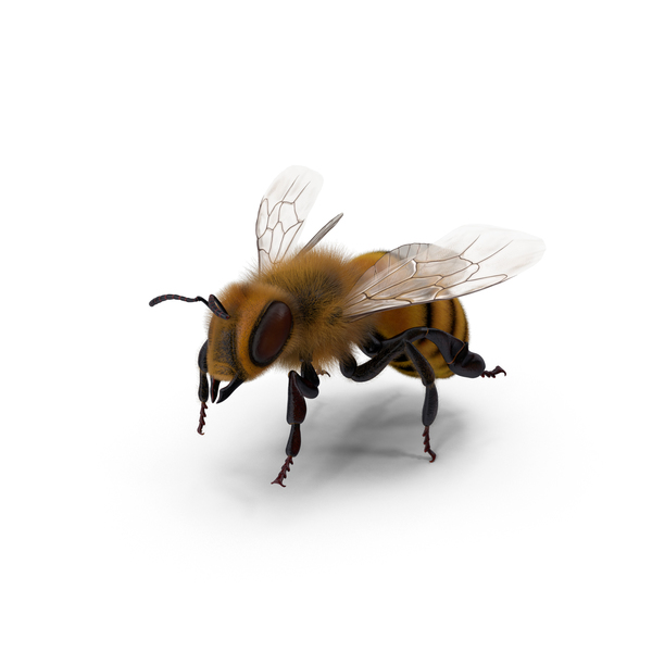 Bee PNG & PSD Images