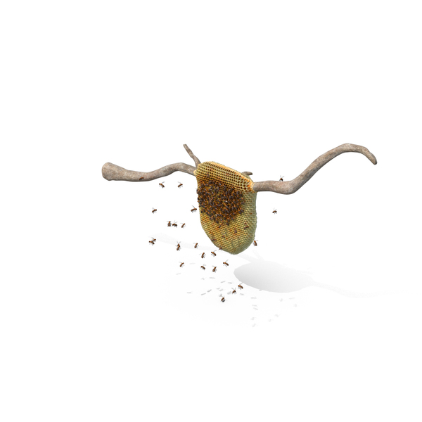 Bee Hive with Bees PNG & PSD Images Bee Hive with Bees PNG & PSD Images