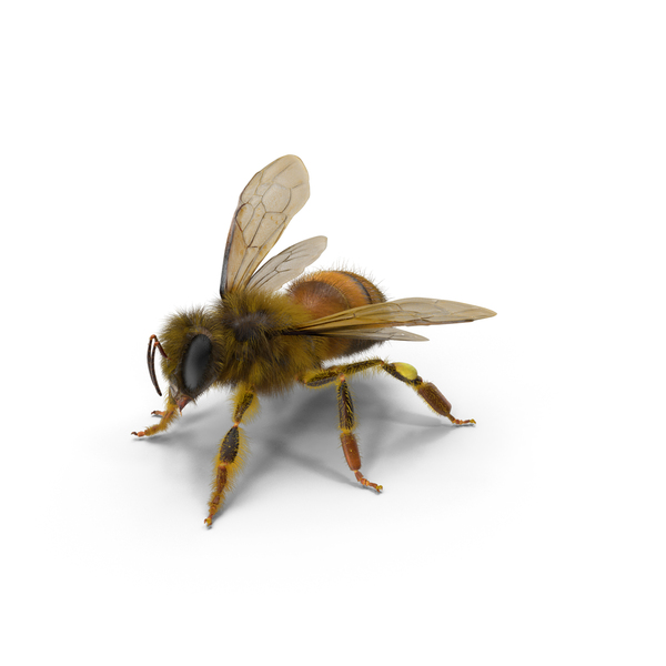 Honeybee: Bee Pose PNG & PSD Images