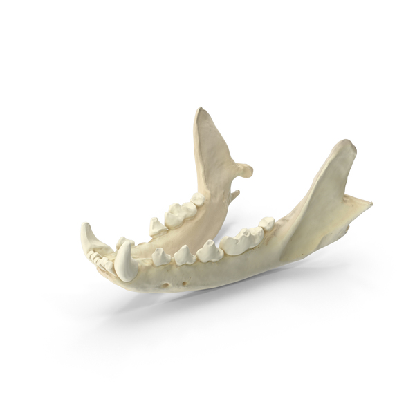 Animal Skeleton: Beech Marten Jaw Bone PNG & PSD Images Animal Skeleton: Beech Marten Jaw Bone PNG & PSD Images