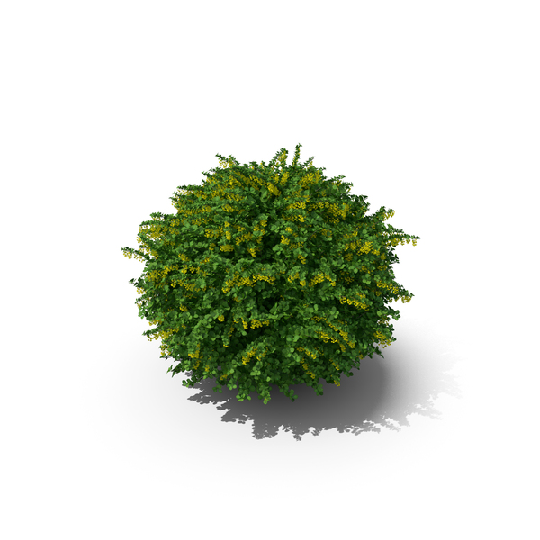 Bush: Berberis Shrub with Flowers PNG & PSD Images Bush: Berberis Shrub with Flowers PNG & PSD Images