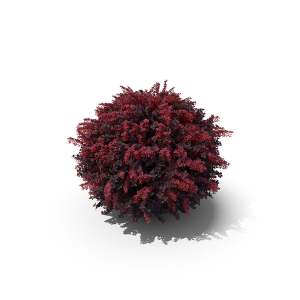 Japanese Barberry: Berberis Shrub with Fruits PNG & PSD Images Japanese Barberry: Berberis Shrub with Fruits PNG & PSD Images