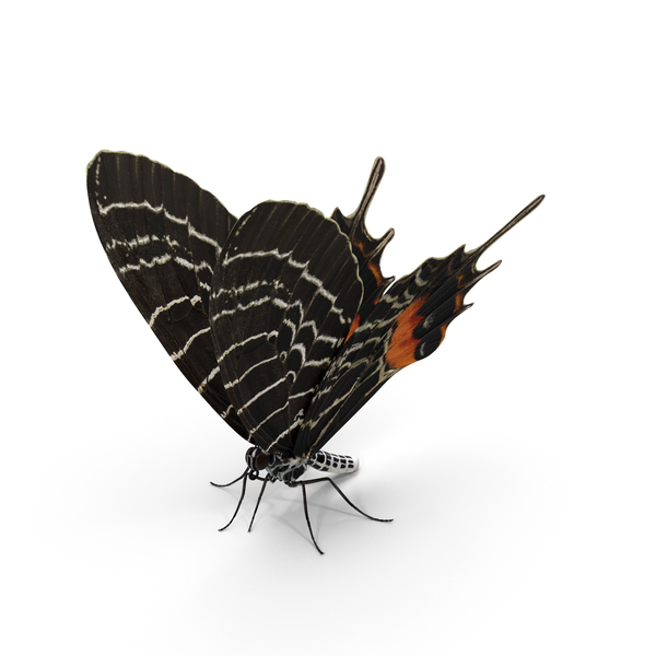 Butterfly: Bhutanitis Lidderdalii Sitting Pose PNG & PSD Images