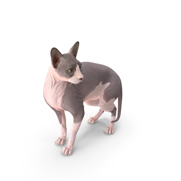 Bicolor Sphynx Cat PNG Images & PSDs for Download | PixelSquid - S113206648