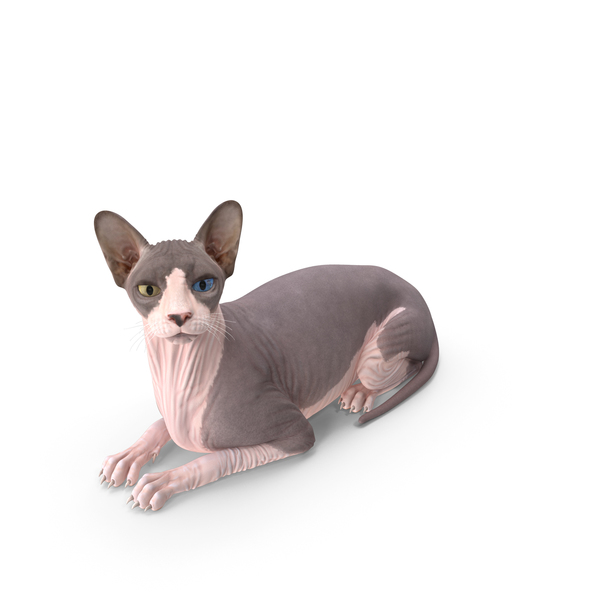 Bicolor Sphynx Cat Lying Pose PNG & PSD Images