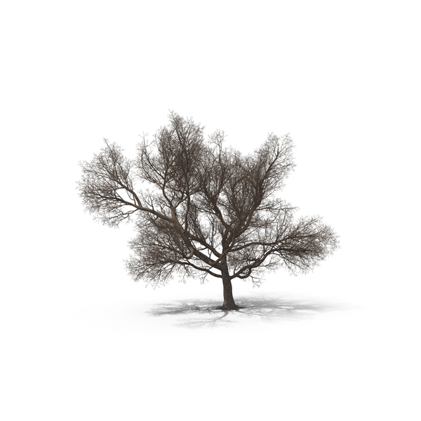 Big Bare Tree PNG & PSD Images Big Bare Tree PNG & PSD Images