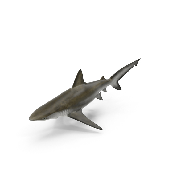 Basking: Bignose Shark PNG & PSD Images Basking: Bignose Shark PNG & PSD Images