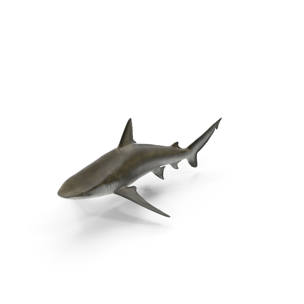 Bignose Shark PNG & PSD Images Bignose Shark PNG & PSD Images