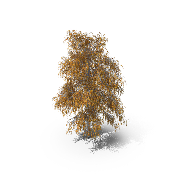 Birch Autumn Tree PNG & PSD Images Birch Autumn Tree PNG & PSD Images