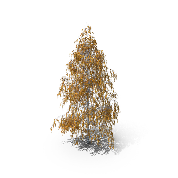 Birch Autumn Tree PNG & PSD Images Birch Autumn Tree PNG & PSD Images