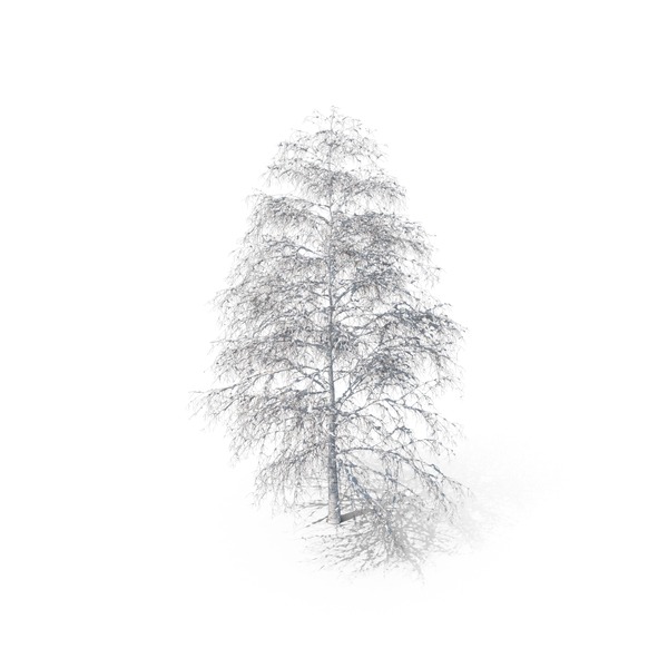 Birch Snow PNG & PSD Images Birch Snow PNG & PSD Images