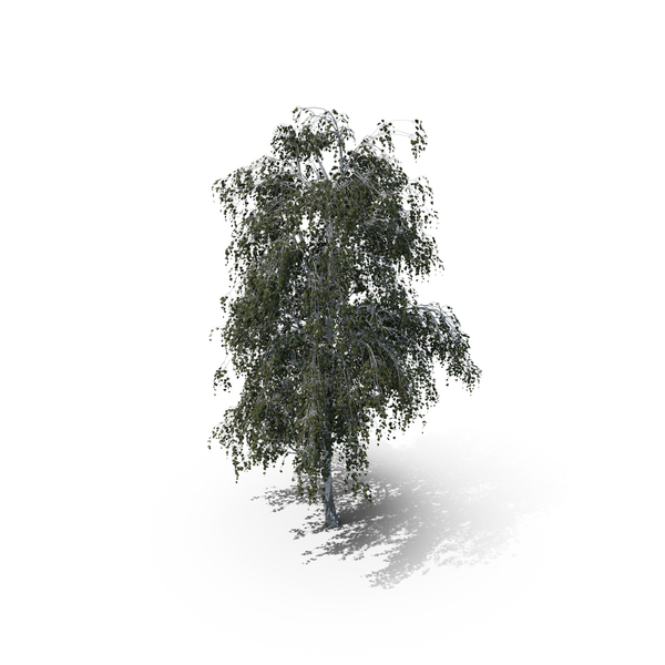 Birch Summer Tree PNG & PSD Images Birch Summer Tree PNG & PSD Images