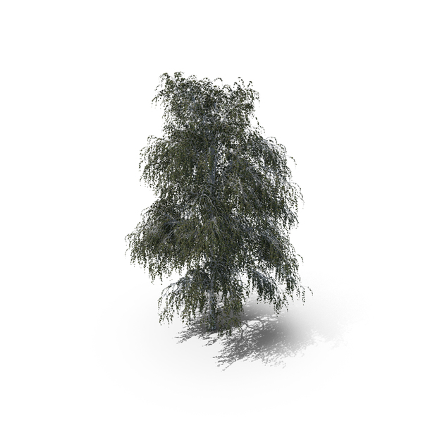 Birch Summer Tree PNG & PSD Images