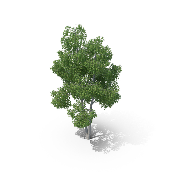 01: Birch Tree PNG & PSD Images 01: Birch Tree PNG & PSD Images
