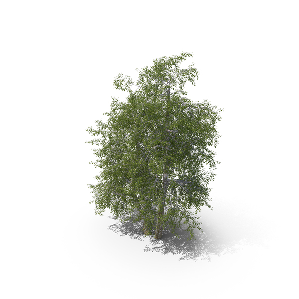 Birch Tree PNG & PSD Images Birch Tree PNG & PSD Images