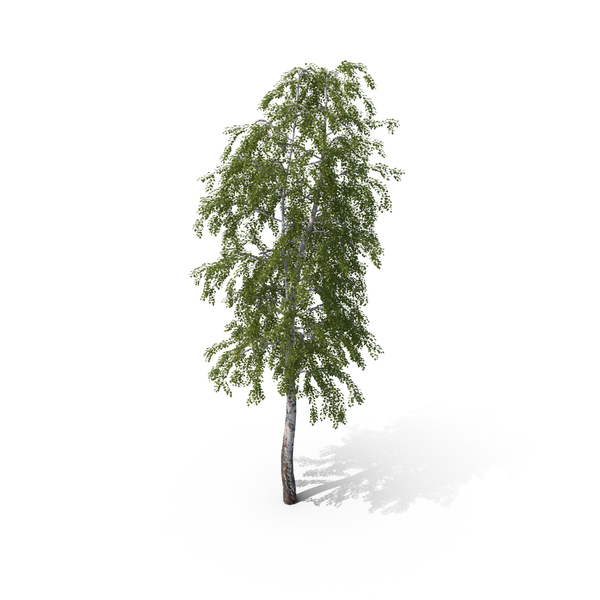 Birch Tree PNG & PSD Images