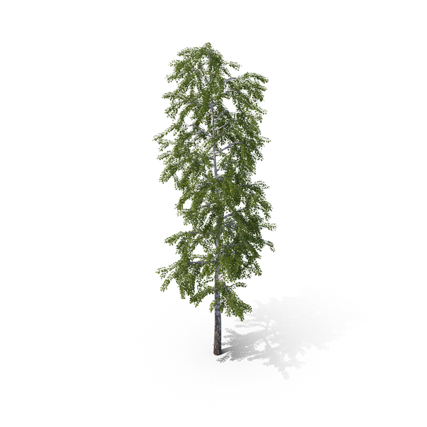 Birch Tree PNG & PSD Images Birch Tree PNG & PSD Images
