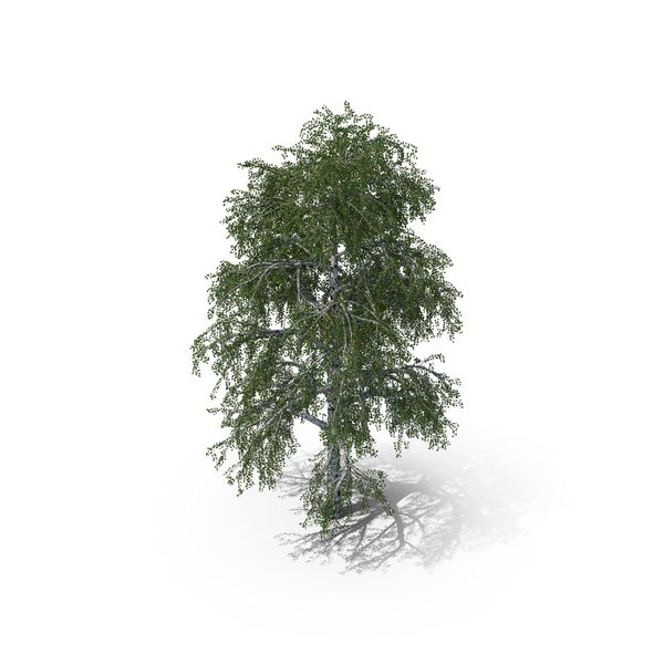 Birch Tree PNG & PSD Images