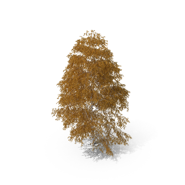 Birch Tree Autumn PNG & PSD Images Birch Tree Autumn PNG & PSD Images