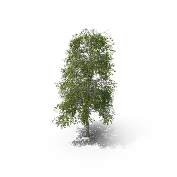 Birch Tree PNG & PSD Images Birch Tree PNG & PSD Images