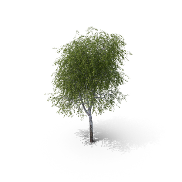 Birch Tree PNG & PSD Images Birch Tree PNG & PSD Images