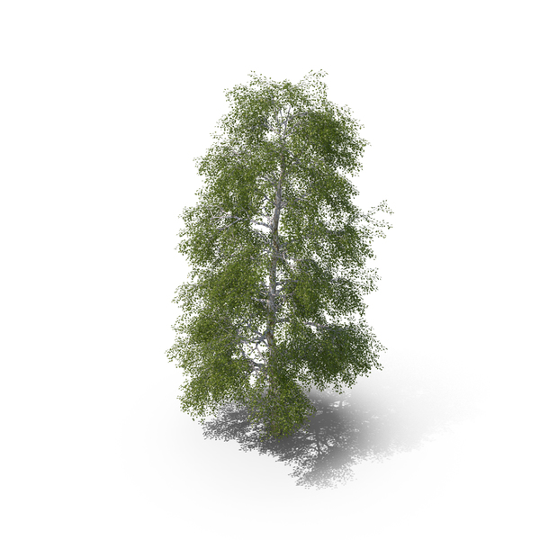 Birch Tree PNG & PSD Images Birch Tree PNG & PSD Images