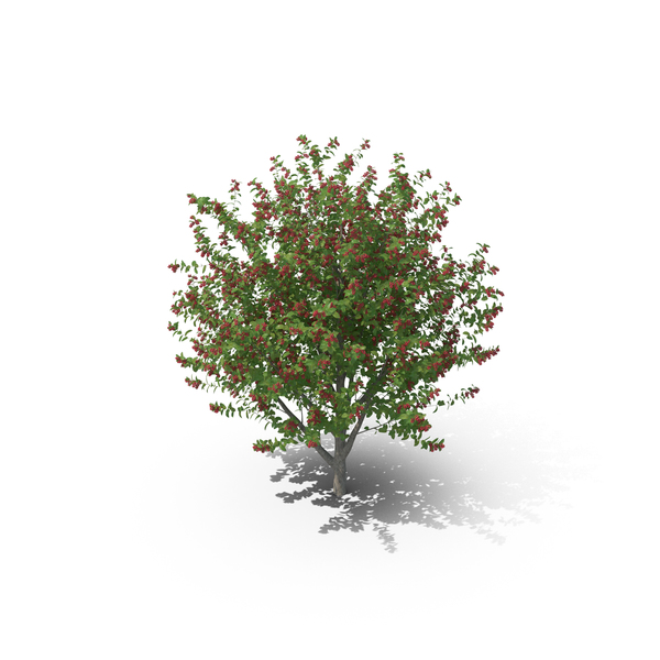 Bird Cherry Tree PNG & PSD Images Bird Cherry Tree PNG & PSD Images