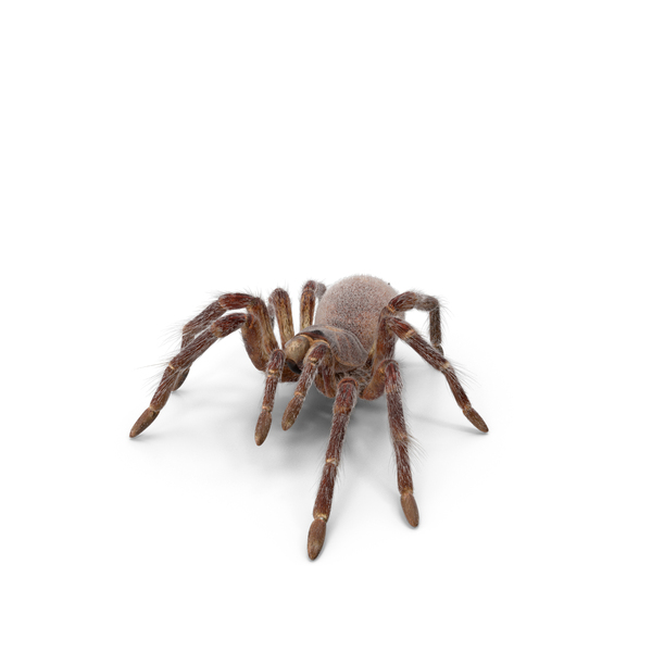 Bird Eating Spider With Fur PNG & PSD Images Bird Eating Spider With Fur PNG & PSD Images