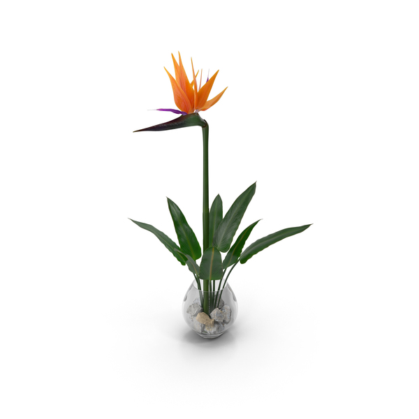 Bird of Paradise in Glass Vase PNG & PSD Images