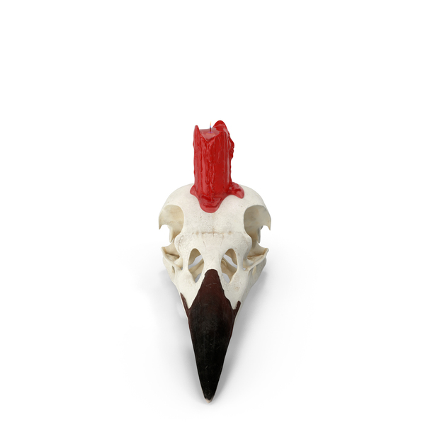 Bird Skull With Red Wax Candle PNG & PSD Images Bird Skull With Red Wax Candle PNG & PSD Images