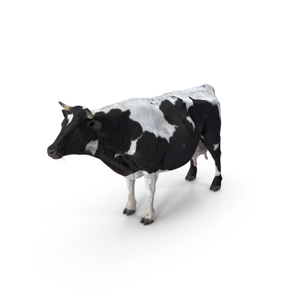 乳制品：黑色和白色乳牛PNG和PSD图像