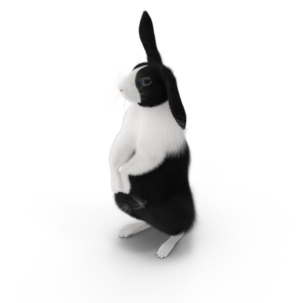 Black and White Rabbit PNG & PSD Images
