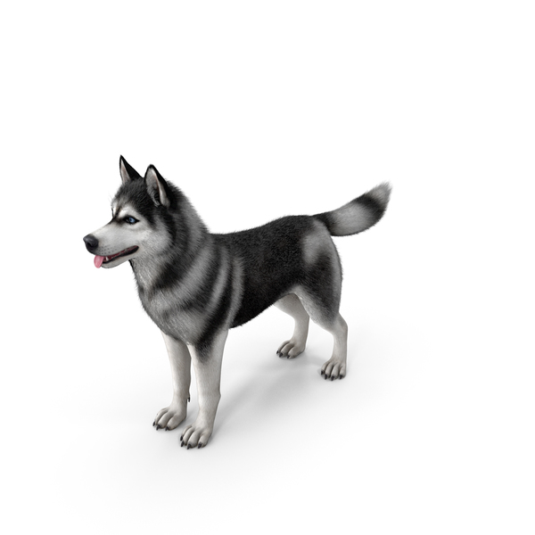 Black and White Siberian Husky PNG & PSD Images