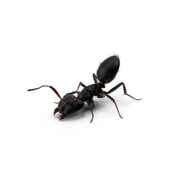 Black Ant PNG & PSD Images